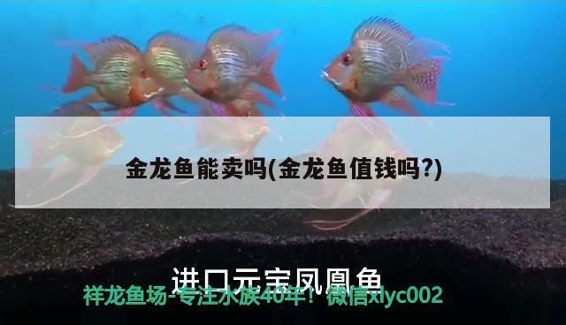 金龍魚(yú)能賣嗎(金龍魚(yú)值錢嗎?) 熱帶魚(yú)魚(yú)苗批發(fā)