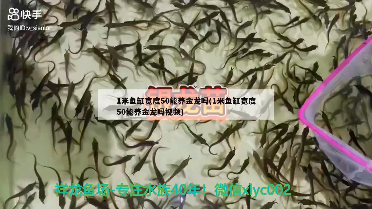 1米魚缸寬度50能養(yǎng)金龍嗎(1米魚缸寬度50能養(yǎng)金龍嗎視頻) 丹頂錦鯉魚