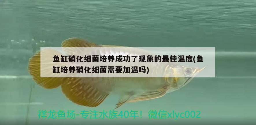 魚缸硝化細菌培養(yǎng)成功了現(xiàn)象的最佳溫度(魚缸培養(yǎng)硝化細菌需要加溫嗎) 硝化細菌