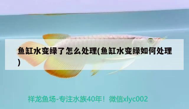 魚缸水變綠了怎么處理(魚缸水變綠如何處理) 帝王血鉆魚