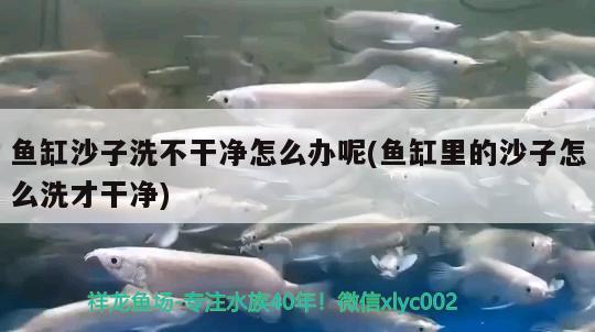 魚缸沙子洗不干凈怎么辦呢(魚缸里的沙子怎么洗才干凈) 飛鳳魚苗