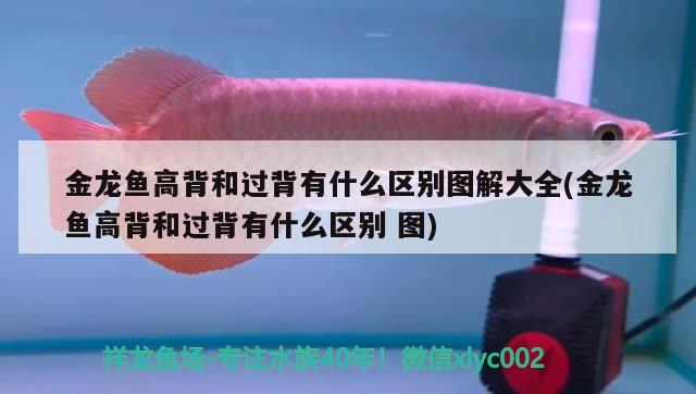 金龍魚高背和過背有什么區(qū)別圖解大全(金龍魚高背和過背有什么區(qū)別圖) 麥肯斯銀版魚