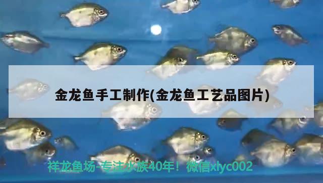 金龍魚手工制作(金龍魚工藝品圖片) 粗線銀版魚苗