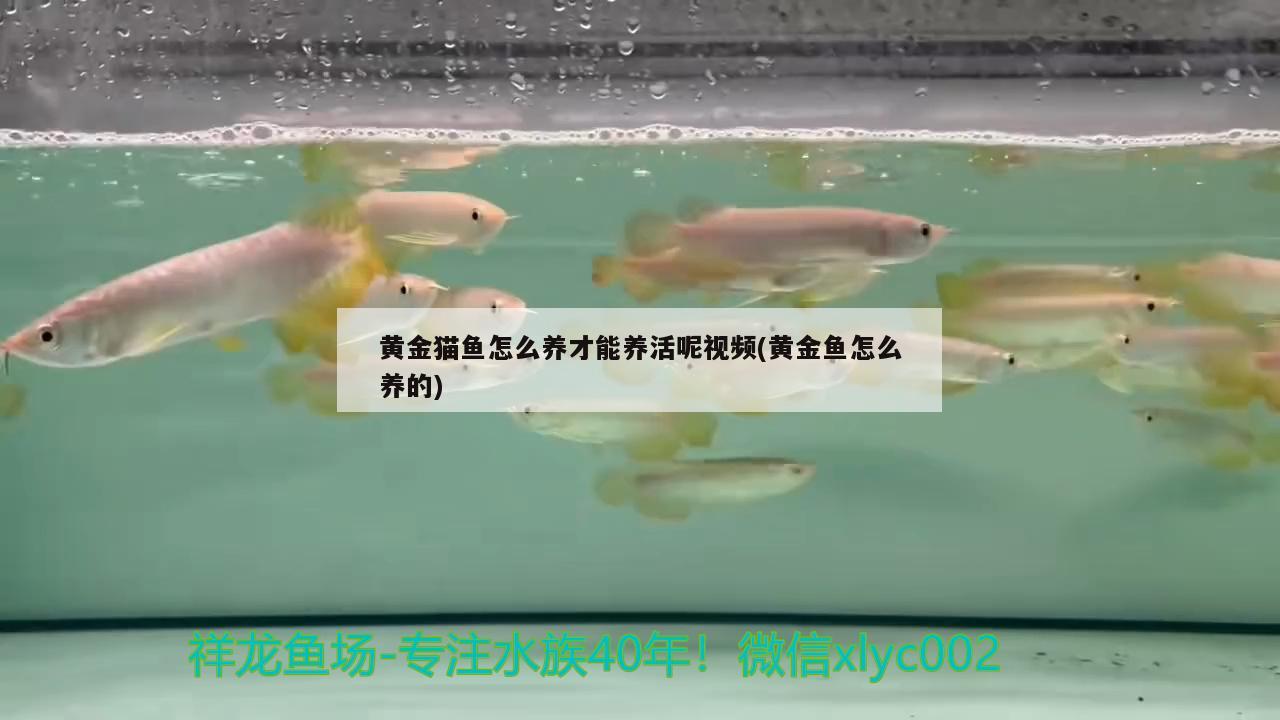 黃金貓魚怎么養(yǎng)才能養(yǎng)活呢視頻(黃金魚怎么養(yǎng)的) 黃金貓魚百科