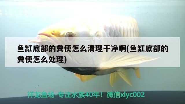 魚(yú)缸底部的糞便怎么清理干凈啊(魚(yú)缸底部的糞便怎么處理) 巨骨舌魚(yú)