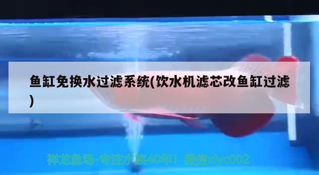 魚缸如何打理好水質：怎么做到魚缸水質完全清澈 廣州水族批發(fā)市場 第2張