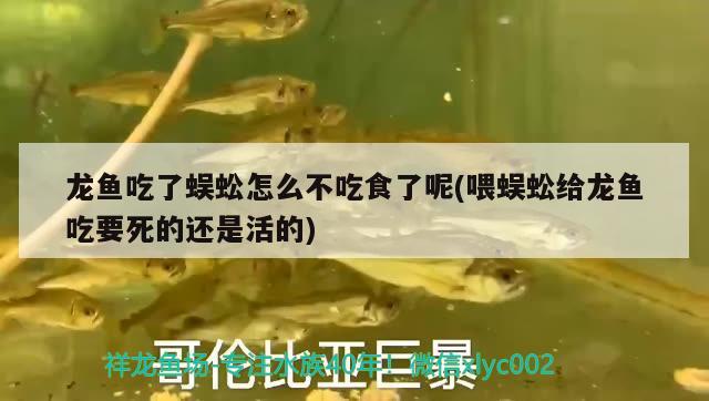 龍魚吃了蜈蚣怎么不吃食了呢(喂蜈蚣給龍魚吃要死的還是活的) 魚缸等水族設(shè)備