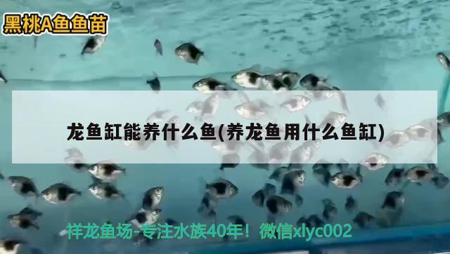 如何養(yǎng)海水魚缸(養(yǎng)海水魚缸貴嗎)