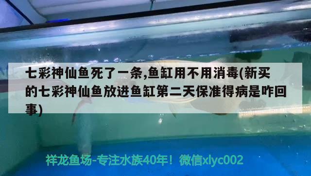 七彩神仙魚死了一條,魚缸用不用消毒(新買的七彩神仙魚放進(jìn)魚缸第二天保準(zhǔn)得病是咋回事)