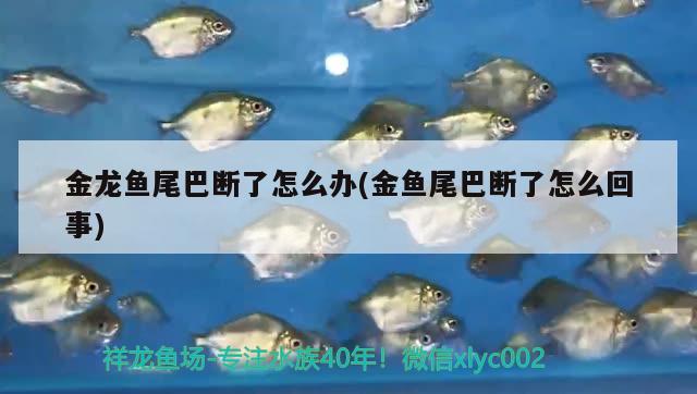 金龍魚尾巴斷了怎么辦(金魚尾巴斷了怎么回事) 大正錦鯉魚