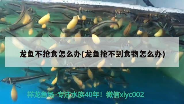 濟(jì)南魚缸定做廠家直銷電話號碼多少?。?jì)南有做魚缸的廠家么） 祥龍龍魚專用水族燈 第2張