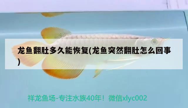 龍魚翻肚多久能恢復(fù)(龍魚突然翻肚怎么回事) 綠皮皇冠豹魚