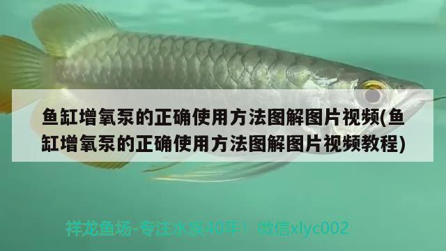 魚缸剛換完水發(fā)白怎么回事啊(剛換的魚缸水發(fā)白) 黃金達摩魚