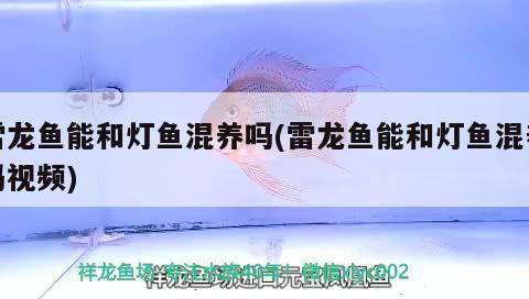 雷龍魚能和燈魚混養(yǎng)嗎(雷龍魚能和燈魚混養(yǎng)嗎視頻) ?；?異型虎魚/純色虎魚