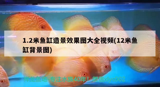 1.2米魚缸造景效果圖大全視頻(12米魚缸背景圖)