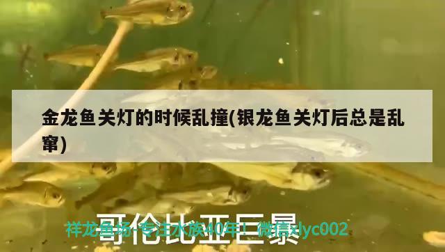 金龍魚關(guān)燈的時候亂撞(銀龍魚關(guān)燈后總是亂竄) 銀龍魚百科