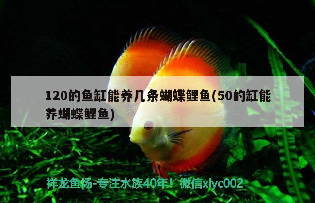 有黑龍魚嗎：黑龍魚好吃嗎 廣州水族批發(fā)市場(chǎng) 第3張