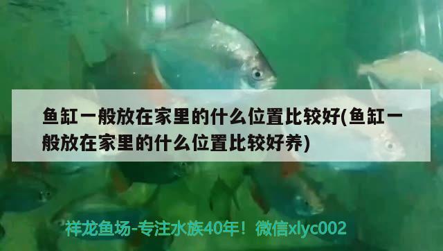 魚缸一般放在家里的什么位置比較好(魚缸一般放在家里的什么位置比較好養(yǎng)) 黃金達(dá)摩魚