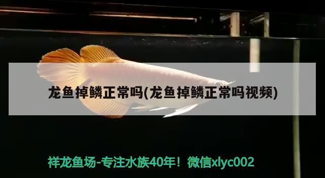 龍魚掉鱗正常嗎(龍魚掉鱗正常嗎視頻) 七彩神仙魚