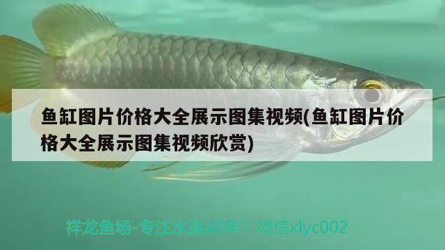 魚缸圖片價格大全展示圖集視頻(魚缸圖片價格大全展示圖集視頻欣賞)