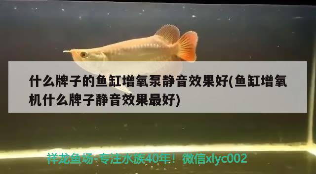 龍魚(yú)圖片 價(jià)格大全圖 龍魚(yú)圖片 價(jià)格大全圖