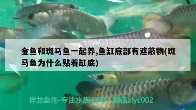 金魚和斑馬魚一起養(yǎng),魚缸底部有遮蔽物(斑馬魚為什么貼著缸底)