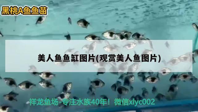 美人魚魚缸圖片(觀賞美人魚圖片)