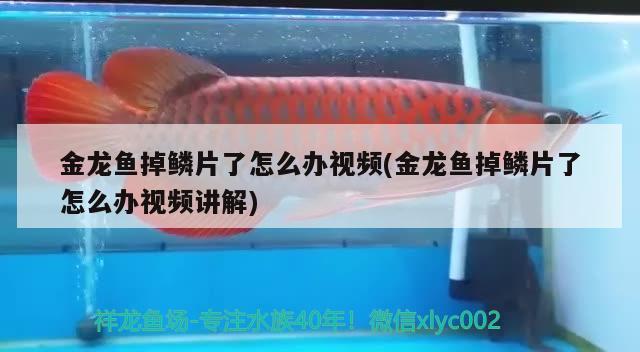 龍魚沉頭怎么辦 羅漢魚批發(fā) 第2張