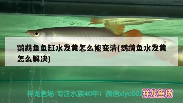 鸚鵡魚魚缸水發(fā)黃怎么能變清(鸚鵡魚水發(fā)黃怎么解決) 鸚鵡魚