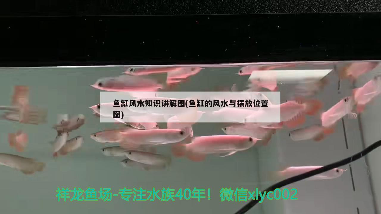 魚缸風水知識講解圖(魚缸的風水與擺放位置圖) 魚缸風水