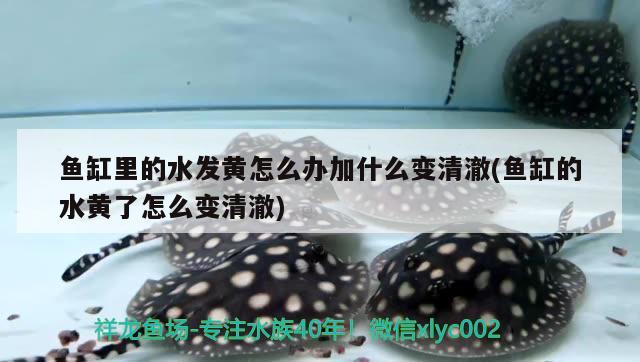 魚缸里的水發(fā)黃怎么辦加什么變清澈(魚缸的水黃了怎么變清澈) 申古三間魚 第3張