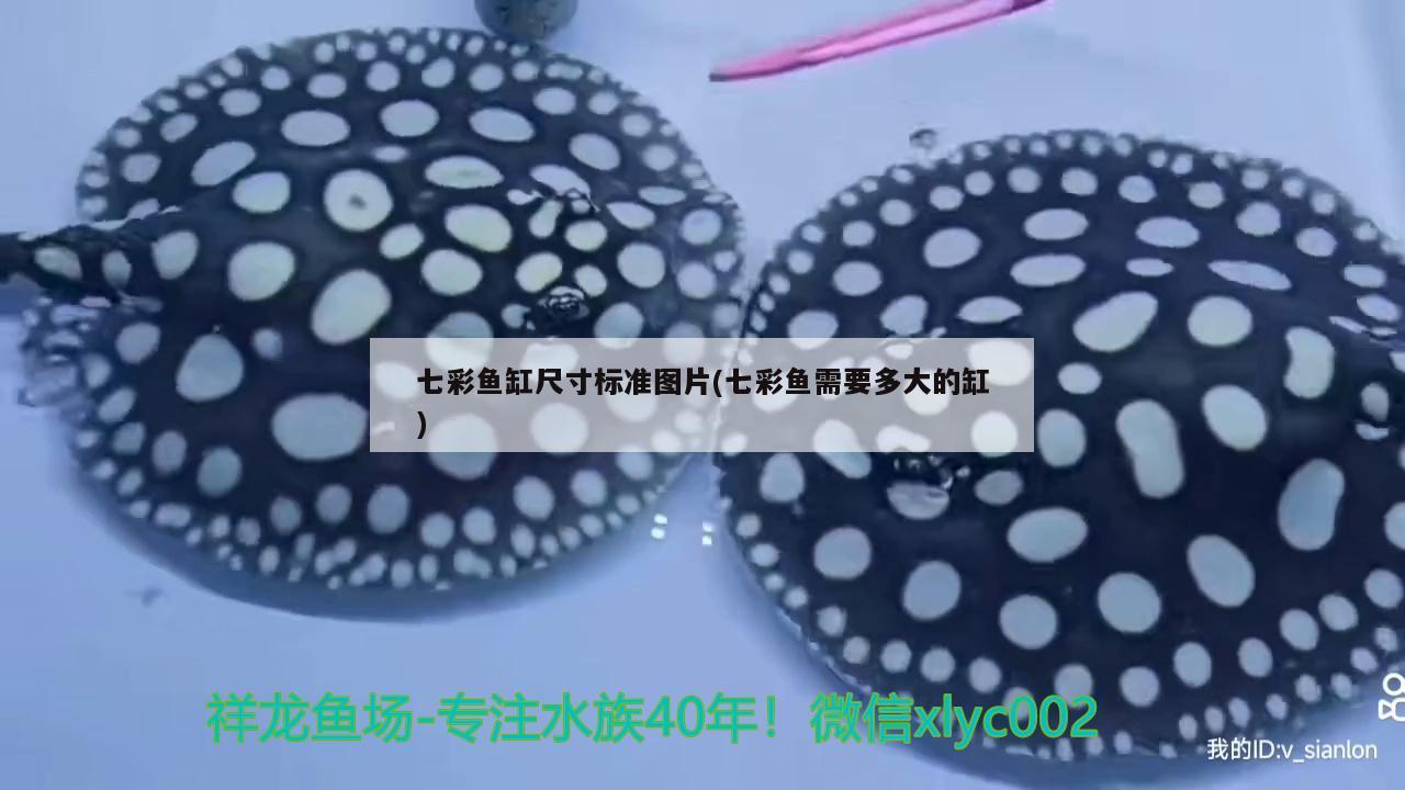 七彩魚缸尺寸標(biāo)準(zhǔn)圖片(七彩魚需要多大的缸) 黑影道人魚