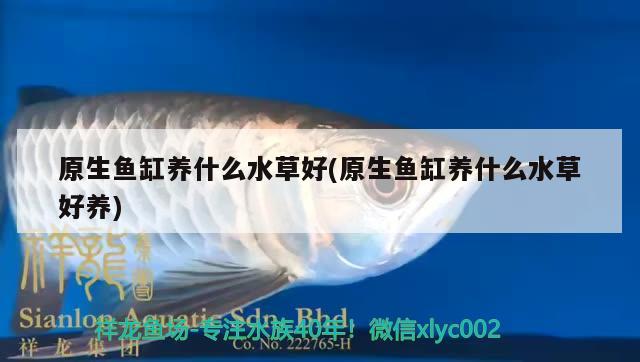 原生魚缸養(yǎng)什么水草好(原生魚缸養(yǎng)什么水草好養(yǎng)) 水草