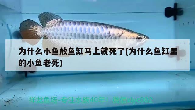 為什么小魚放魚缸馬上就死了(為什么魚缸里的小魚老死) 白玉紅龍魚