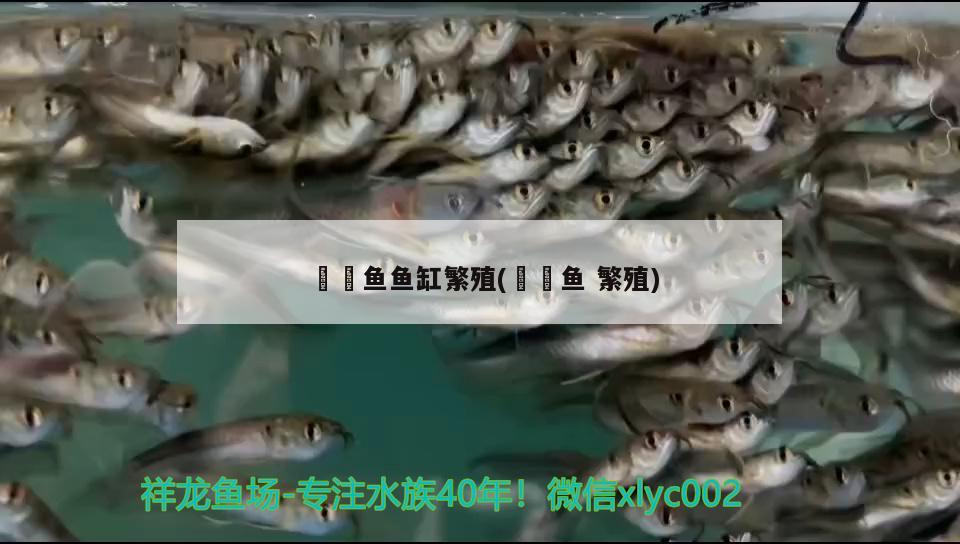 鳑鲏魚魚缸繁殖(鮟鱇魚繁殖)