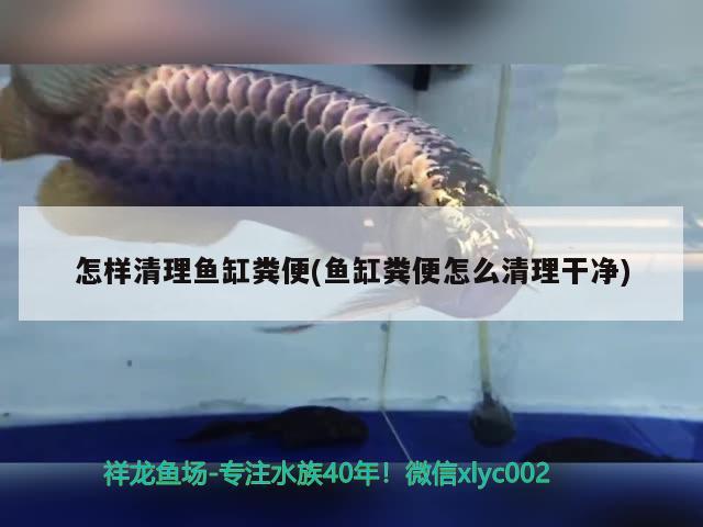 怎樣清理魚缸糞便(魚缸糞便怎么清理干凈) 暹羅巨鯉