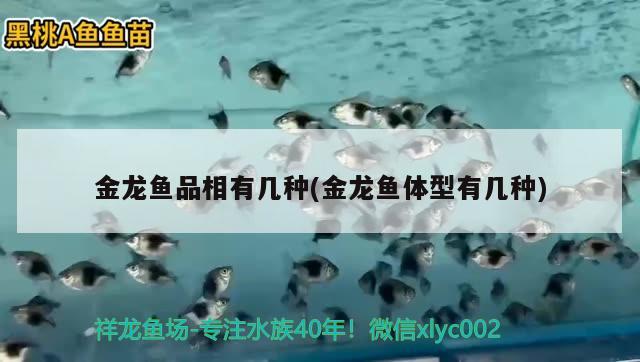 金龍魚品相有幾種(金龍魚體型有幾種) 廣州水族器材濾材批發(fā)市場