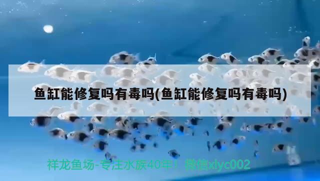 龍魚與虎魚混養(yǎng)打架視頻真實(shí)（龍魚與虎魚混養(yǎng)打架視頻真實(shí)嗎）