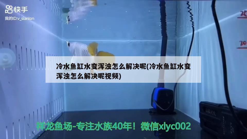 恐龍魚不愛游動怎么回事兒呀(恐龍魚不愛游動怎么回事兒呀圖片) 廣州觀賞魚批發(fā)市場