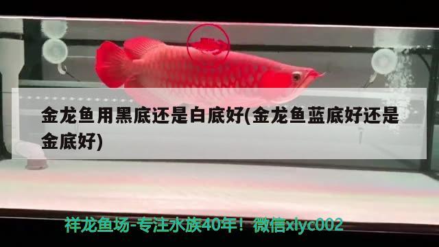 金龍魚(yú)用黑底還是白底好(金龍魚(yú)藍(lán)底好還是金底好) 祥龍進(jìn)口元寶鳳凰魚(yú)