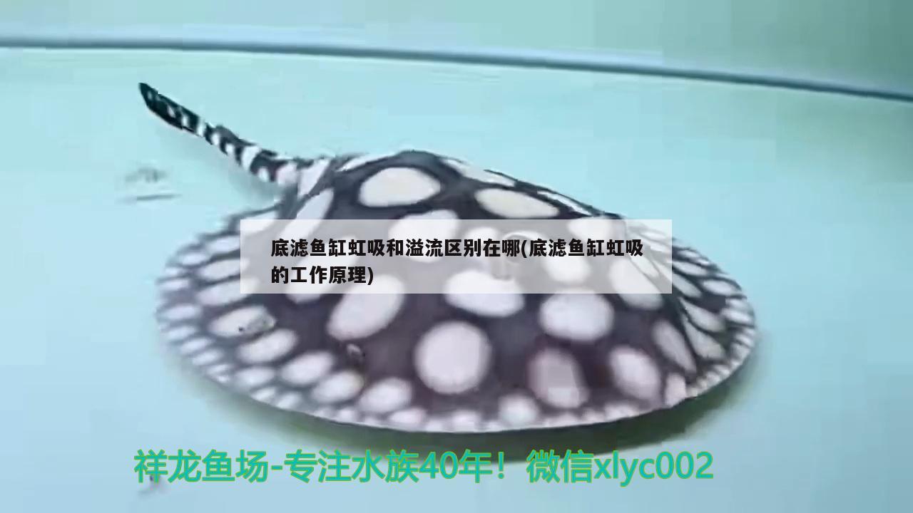 大型魚缸廠家電話：為您打造專屬的水族世界，大型定制魚缸廠家電話：為您打造專屬水族世界