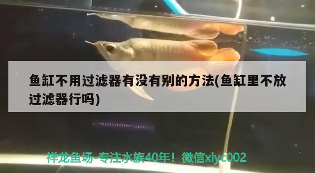 魚缸不用過濾器有沒有別的方法(魚缸里不放過濾器行嗎)