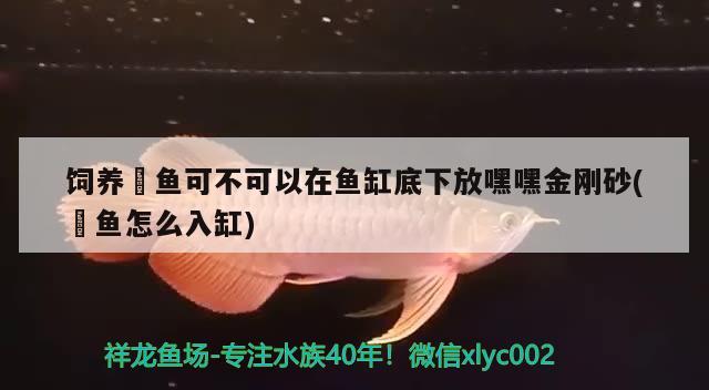 飼養(yǎng)魟魚可不可以在魚缸底下放嘿嘿金剛砂(魟魚怎么入缸)