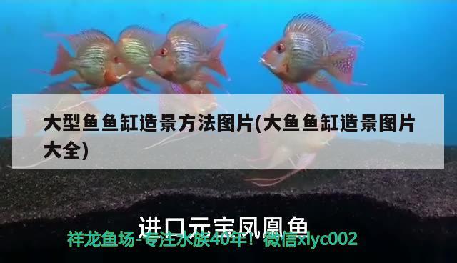 大型魚魚缸造景方法圖片(大魚魚缸造景圖片大全) 觀賞魚企業(yè)目錄