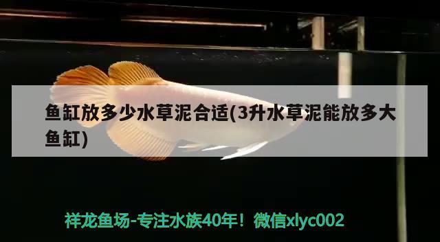 魚(yú)缸放多少水草泥合適(3升水草泥能放多大魚(yú)缸) 水草