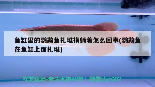 魚缸里的鸚鵡魚扎堆橫躺著怎么回事(鸚鵡魚在魚缸上面扎堆) 鸚鵡魚