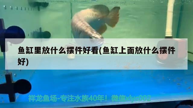 魚缸里放什么擺件好看(魚缸上面放什么擺件好)