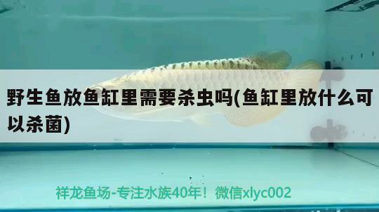 野生魚放魚缸里需要殺蟲嗎(魚缸里放什么可以殺菌)