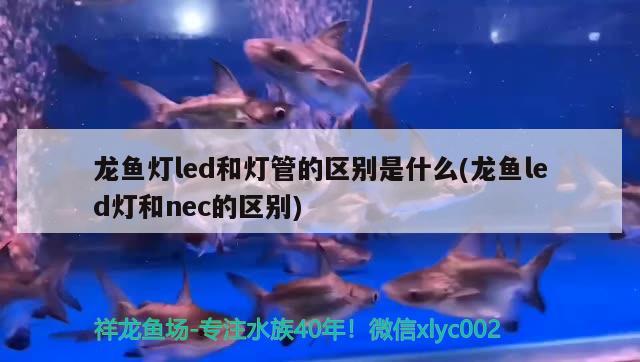 龍魚燈led和燈管的區(qū)別是什么(龍魚led燈和nec的區(qū)別) 祥龍魚場品牌產(chǎn)品