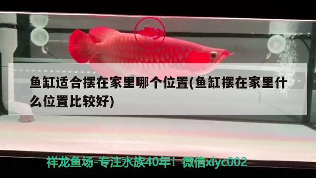 魚缸適合擺在家里哪個位置(魚缸擺在家里什么位置比較好) 福虎/異型虎魚/純色虎魚